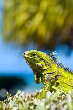 Iguana Stock Photos