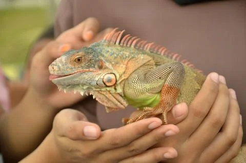 Iguana 库存照片