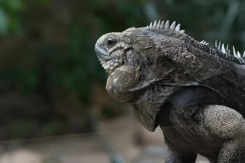 Iguana Stock Photos