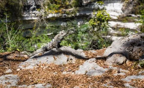 Iguana Stock Photos