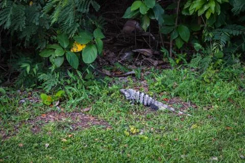 Iguana Stock Photos