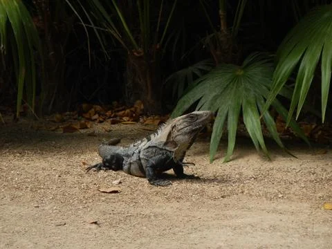 Iguana Stock Photos