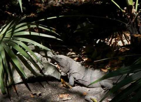 Iguana Stock Photos