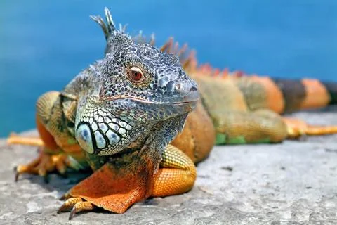 Iguana. Stock Photos