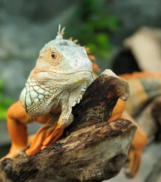 Iguana Stock Photos