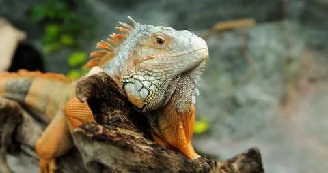 Iguana Stock Photos