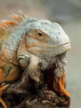 Iguana Foto stock