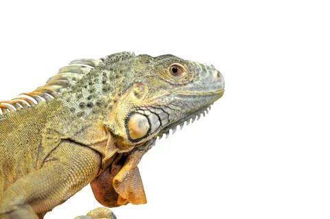Iguana Stock Photos