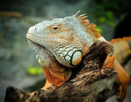 Iguana Stock Photos