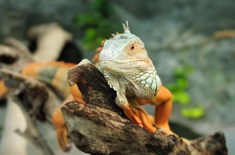 Iguana Stock Photos
