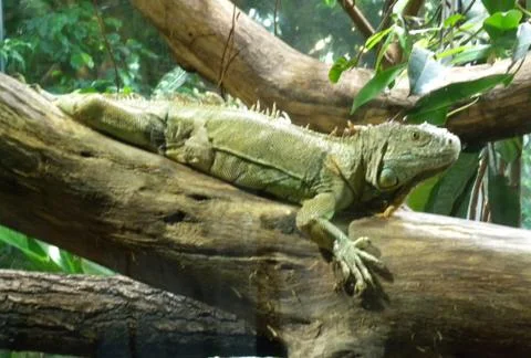 Iguana Stock Photos