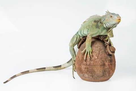 Iguana Stock Photos