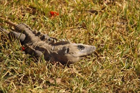 Iguana Stock Photos