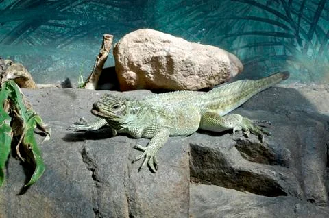 Iguana Stock Photos