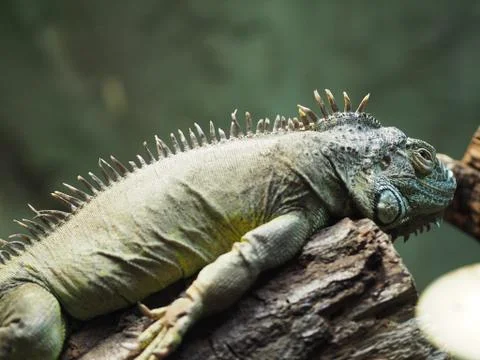 Iguana. 스톡 사진