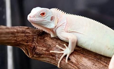 Iguana Stock Photos