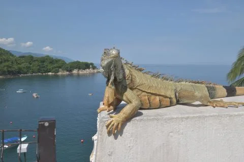 Iguana 库存照片