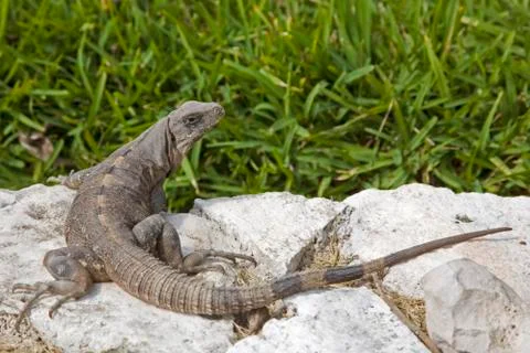 Iguana Stock Photos
