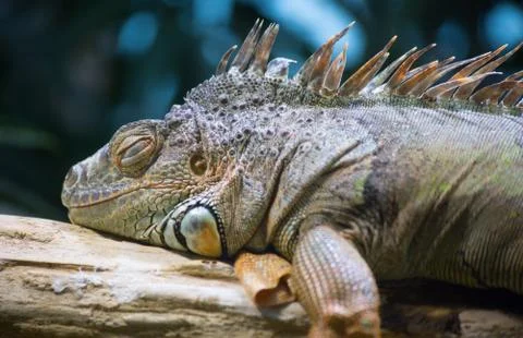 Iguana Stock Photos