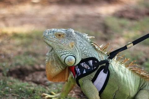 Iguana Stock Photos