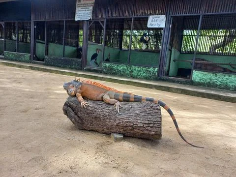Iguana Stock Photos