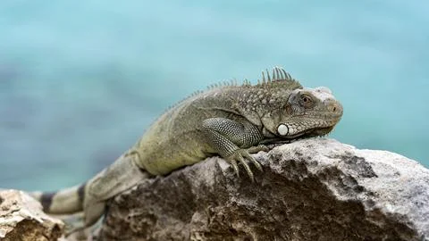 Iguana Stock Photos