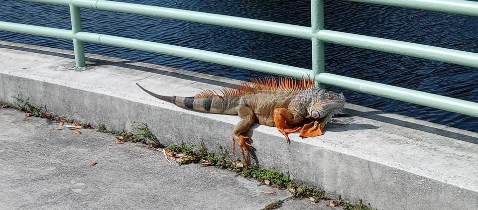 Iguana Stock Photos