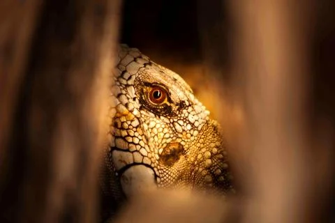 Iguana Fotos de archivo