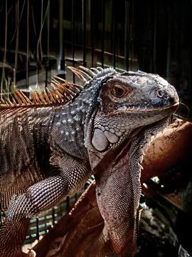 Iguana Stock Photos