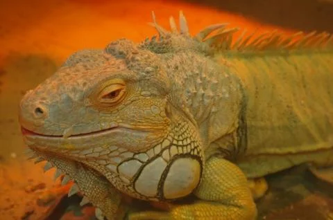 Iguana portrait Stock Photos