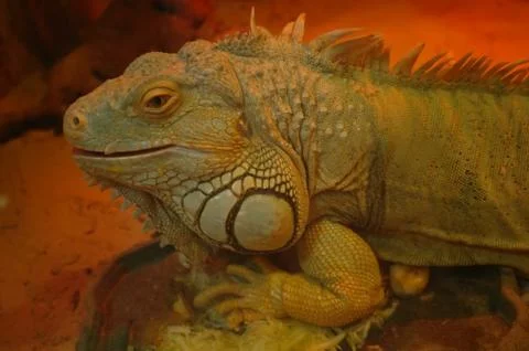 Iguana portrait Stock Photos