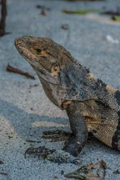 Iguana posing on the beach Stock Photos