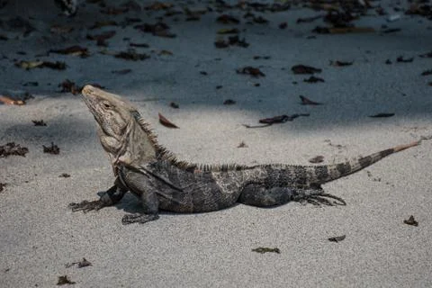 Iguana posing on the beach Stock-Fotos