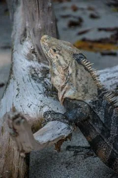 Iguana posing on the beach Foto stock