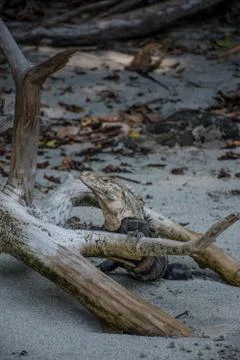 Iguana posing on the beach Stock Photos