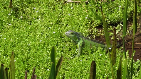 Iguana Posing in Green Vegetation Stock Footage 313360999