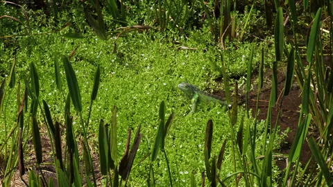 Iguana Posing in Green Vegetation Stock Footage 313361002