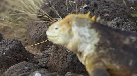 Iguana Rack Focus Stock Footage 58354075
