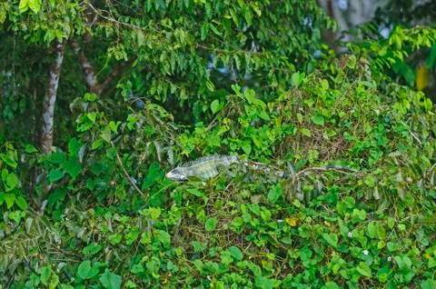 Iguana in a rain forest tree Photos