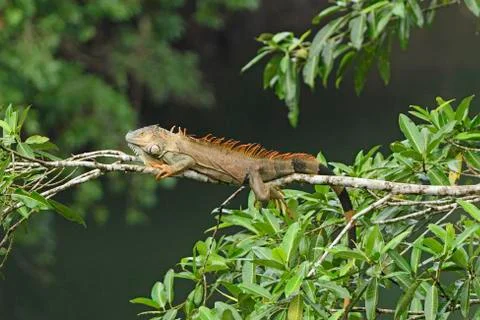Iguana in a rain forest tree 스톡 사진