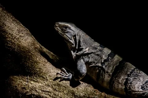 Iguana at a Rainforest at Mexico Stock Photos