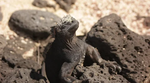Iguana Relaxed taking sunbrown Stock Footage 39862350