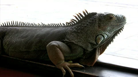 Iguana relaxes in front of a window  Stock Footage 276143