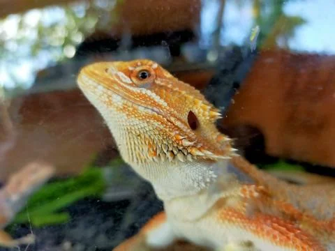 IGUANA REPTIL Foto stock