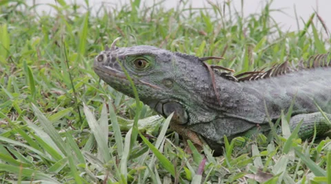 Iguana, reptile, grass Stock Footage 38352113