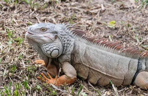 Iguana reptile on the ground Foto stock