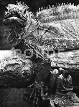 Iguana Reptile Stock Photos
