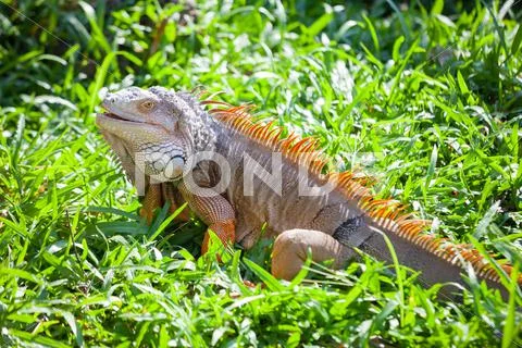 Iguana reptile sitting Stock Photos