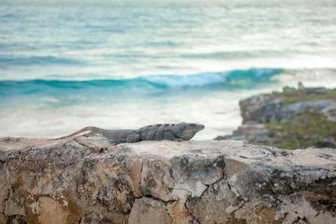 Iguana resting on ancient stone wall by turquoise sea Stock Photos