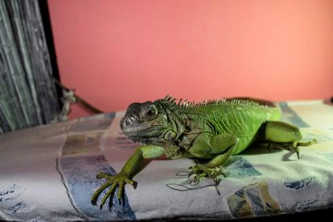 Iguana resting on bed Stock Photos